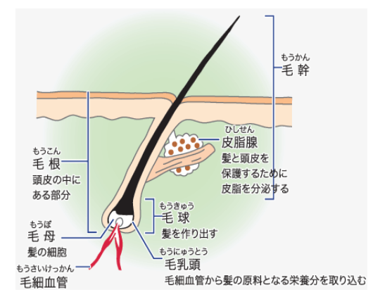 年最新情報 出来ることからはじめよう 髪の正しいケアと間違ったケア おすすめの方法５つ 美容室elilume エリルミー From Zacc 新宿御苑前